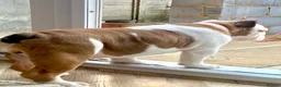 English Bulldog dogs for sale: English bulldog girl  - Advert 11