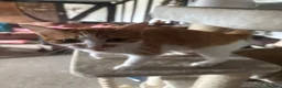 Domestic Shorthair cats for sale: Beautiful kittens raised in a family home - Advert 21