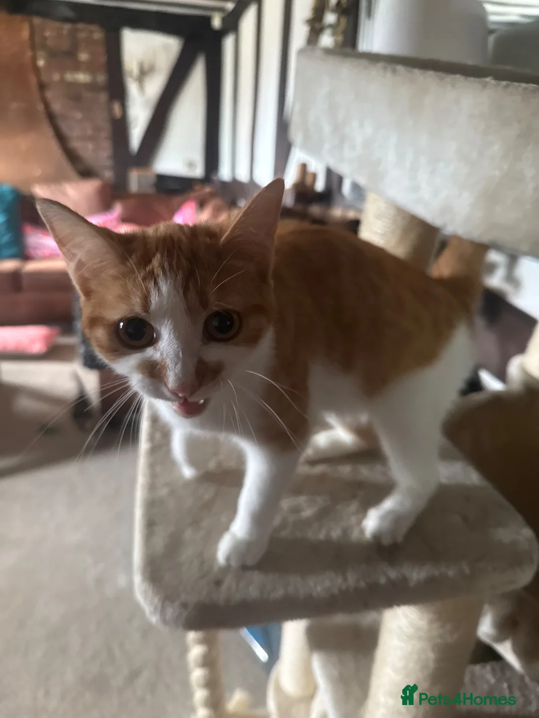 Domestic Shorthair cats for sale: Beautiful kittens raised in a family home - Advert 21