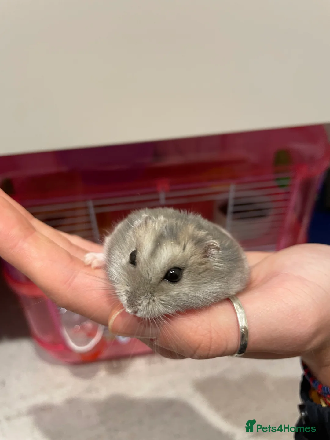 Hamster rodents for sale: Russian Dwarf Hamster for sale - Advert 5