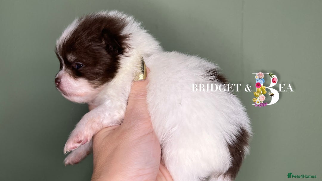 Pomeranian dogs for sale: 💛PUPPIES ARRIVED 💛 - Advert 16