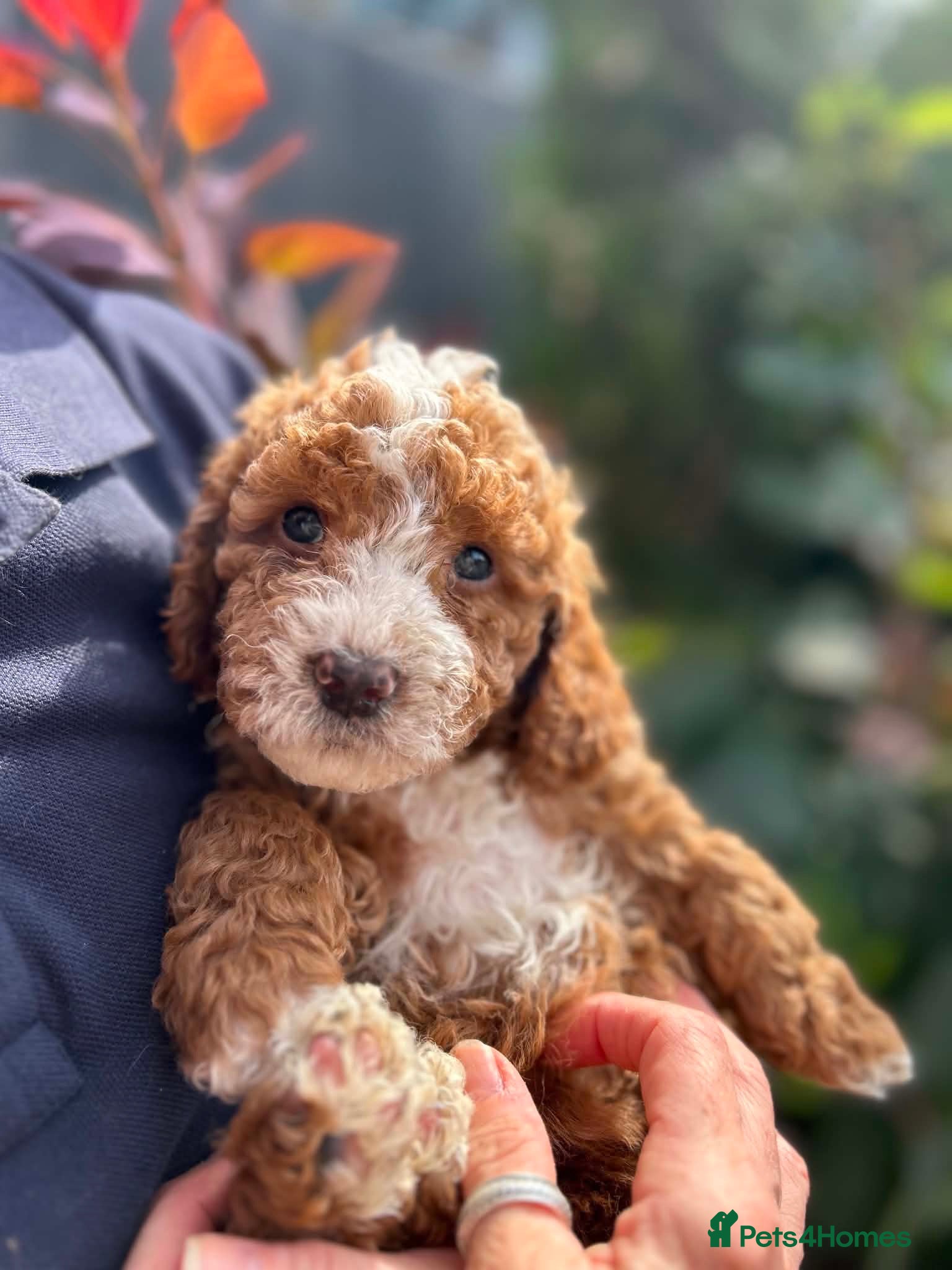 Cockapoo dogs Stunning curly coated Toy Cockapoos  - Advert 2