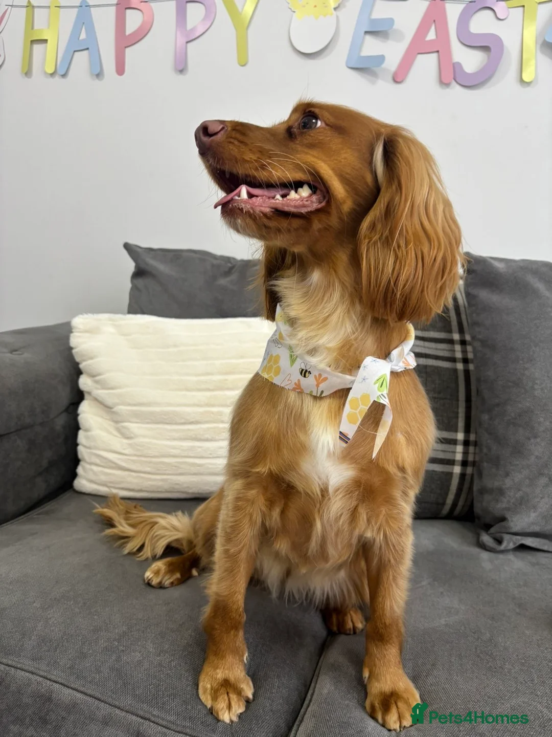 Cocker Spaniel dogs for sale: Female Cocker spaniel 1 year old  in Hull - Advert 4