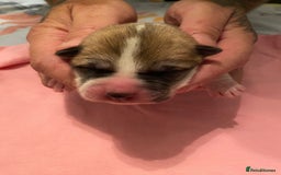 Akita dogs for sale: Akitas  - Image 1
