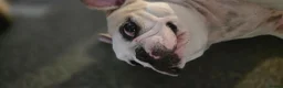 French Bulldog dogs for sale: Loving Affectionate Frenchie - Advert 3
