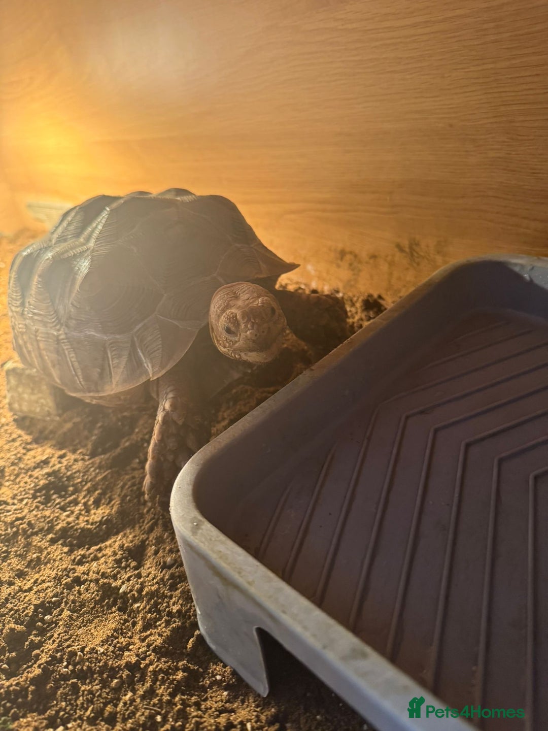 Tortoise reptiles for sale: Sulcata and Red Food Tortoise  - Advert 6