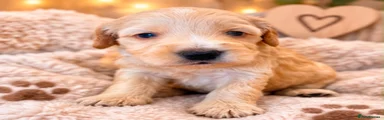 Cockapoo 4