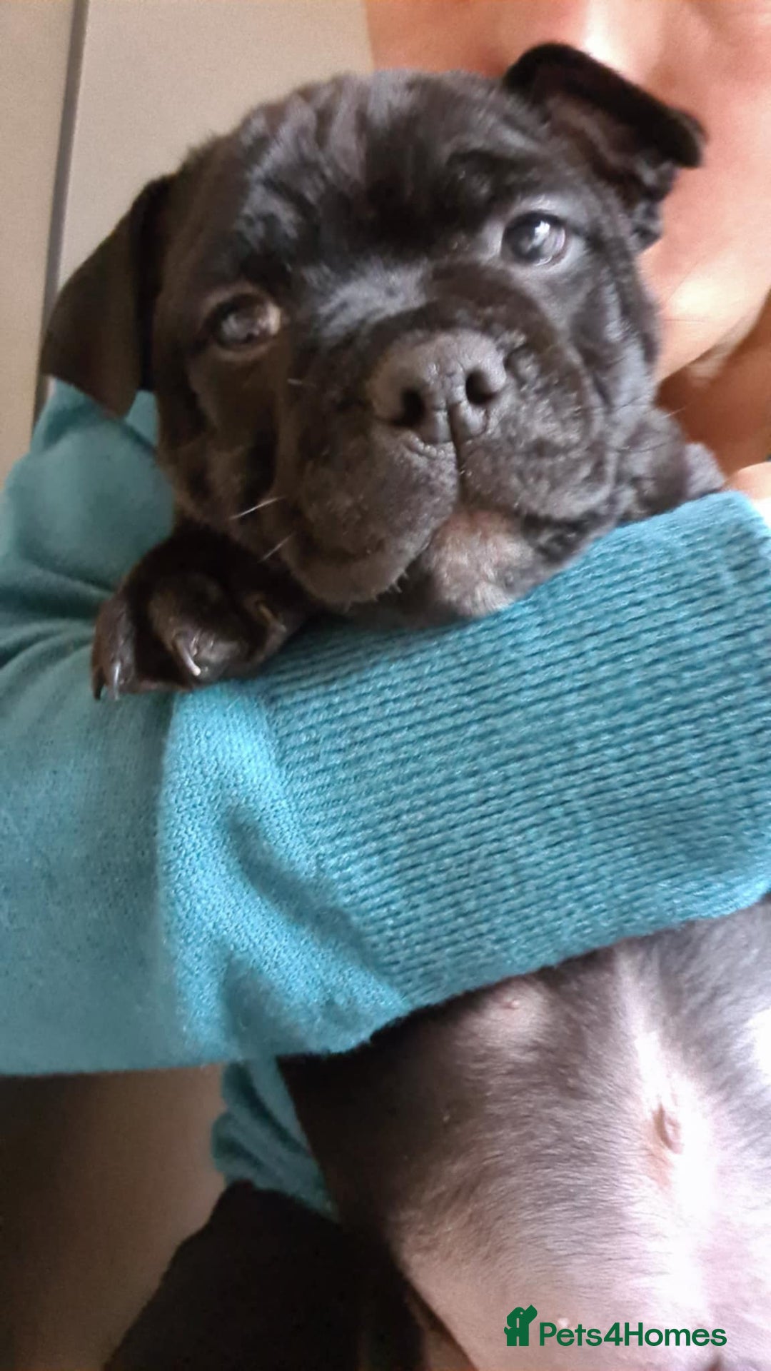 Staffordshire Bull Terrier dogs for stud: Staffordshire Bull Terrier  - Image 13