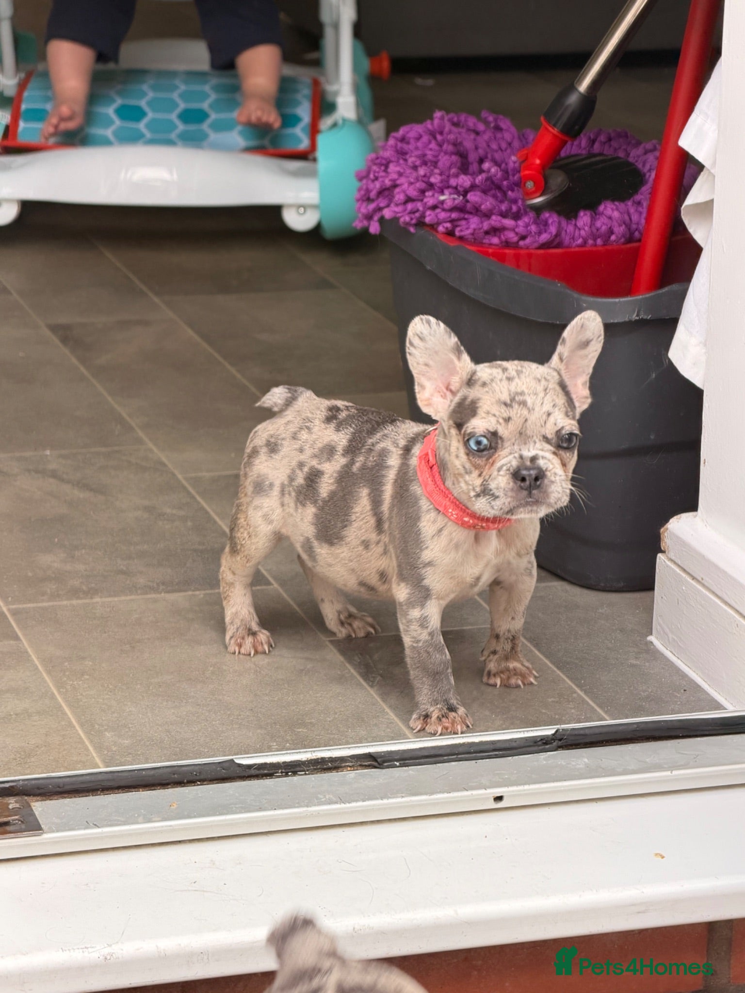 French Bulldog dogs £1000 1 girl blue eyes  - Advert 4