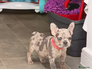 French Bulldog dogs £1000 1 girl blue eyes - Advert 4