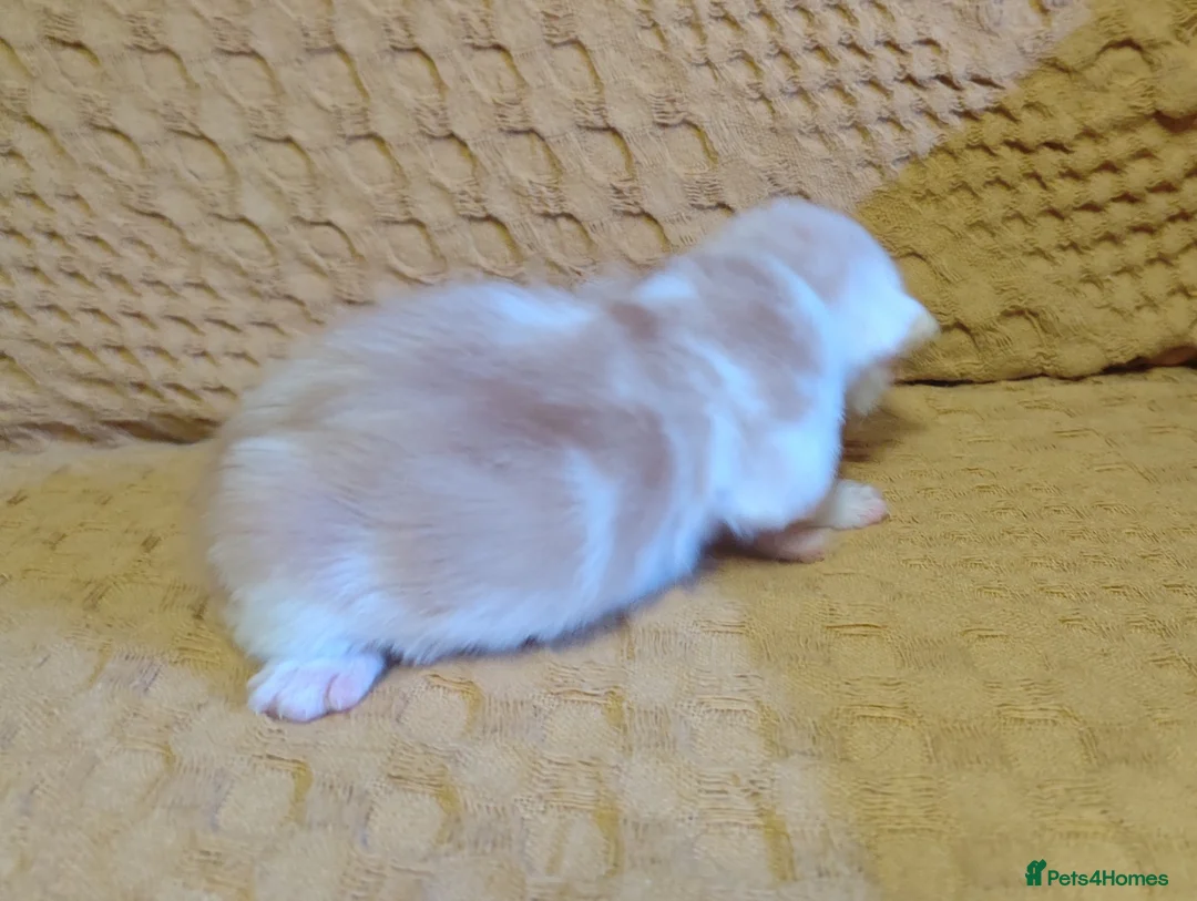 Maine Coon cats for sale: Maine coon kittens - Advert 26