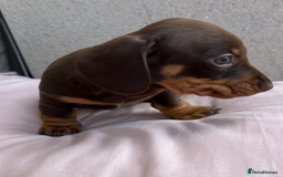 Miniature Dachshund dogs for sale: Miniature Dachshund Puppies Ready for New Homes - Image 3
