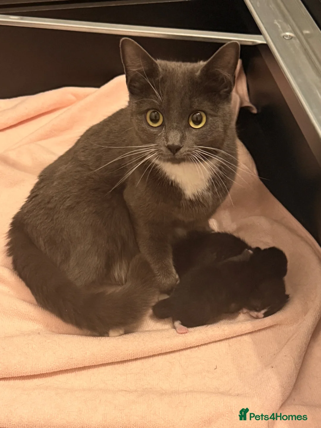 Mixed Breed cats for sale: Two gorgeous kittens looking for 🏡 in Seaham - Advert 14