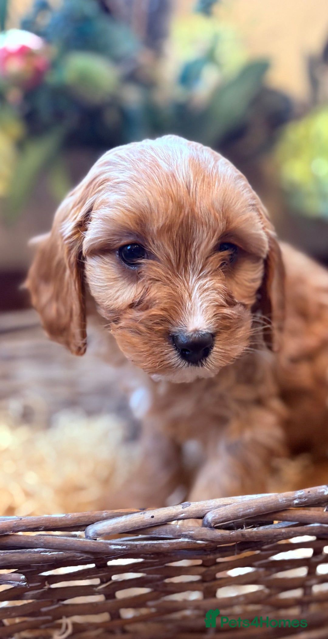 Cavapoo dogs for sale: Health tested toy cavapoo boys - Advert 23