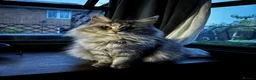 Maine Coon cats for sale: Majestic Maine Coon Kittens  - Advert 2