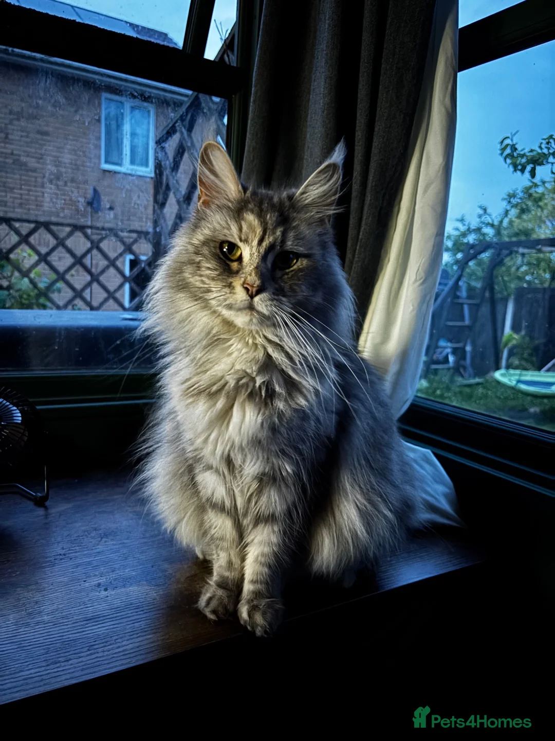 Maine Coon cats for sale: Majestic Maine Coon Kittens  - Advert 2