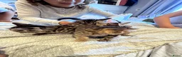 Bengal cats for sale: One boy and three girls  - Advert 9