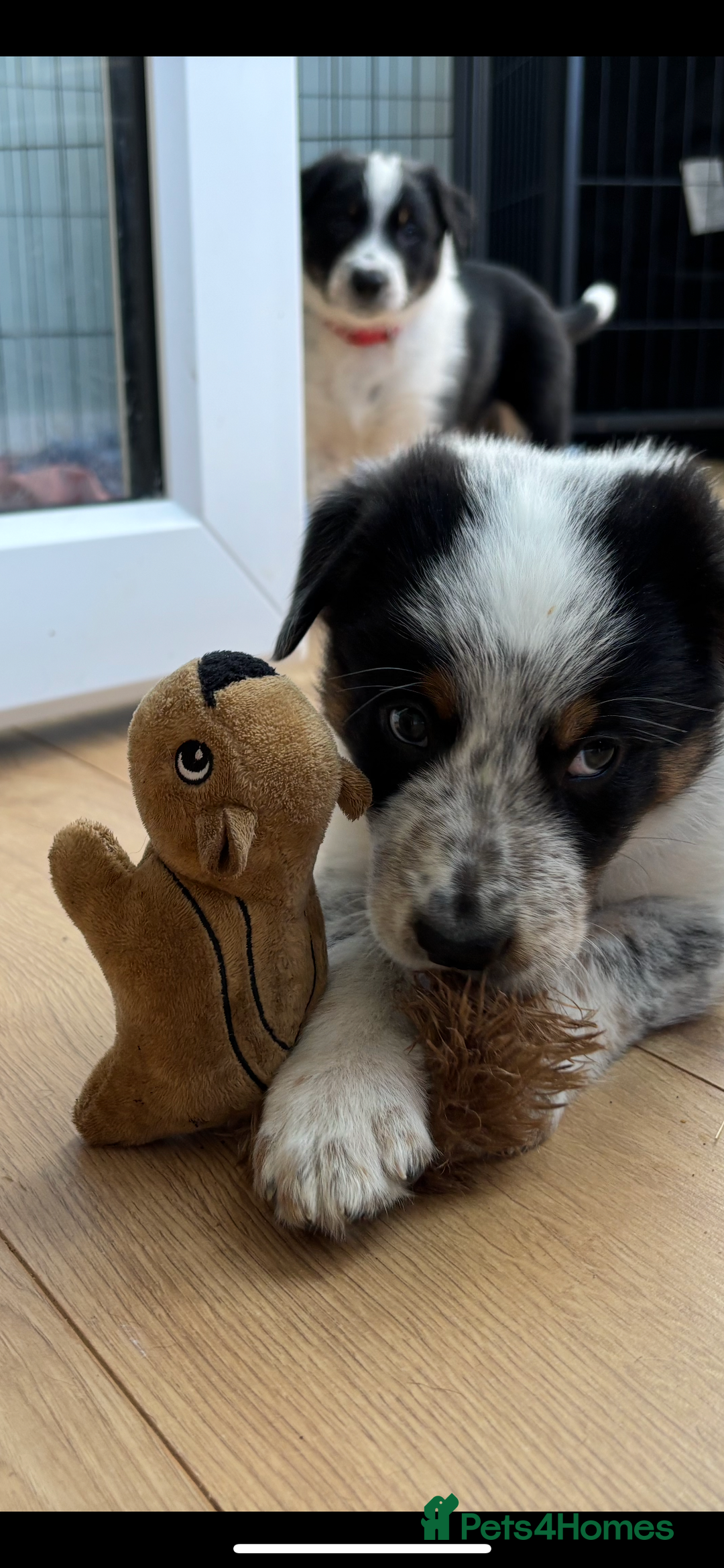Border Collie dogs for sale: Unique Tri colour and piebald Border Collies  - Image 22