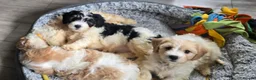 Cavachon dogs for sale: Gorgeous Cavachon puppies - Advert 33
