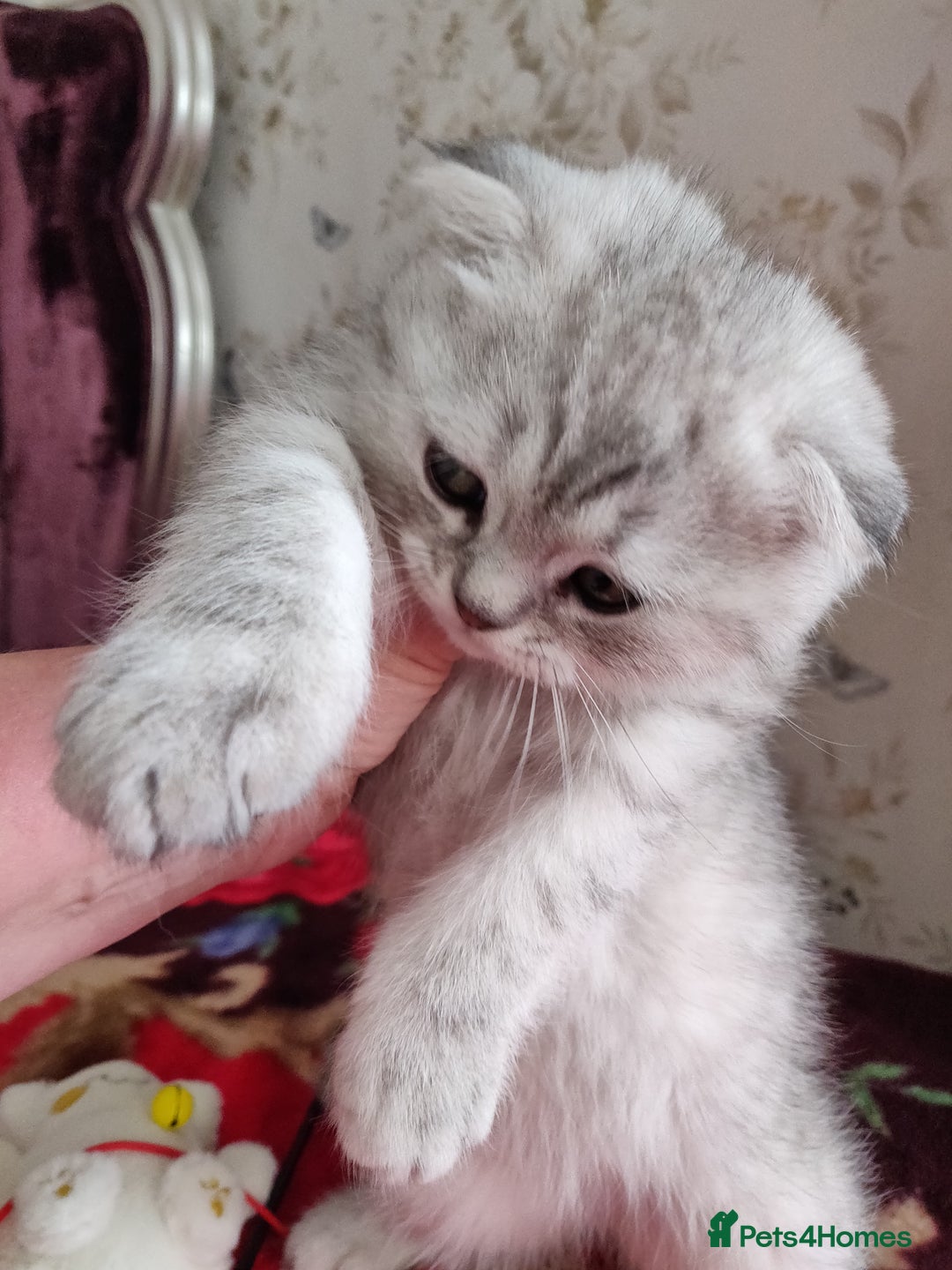 Scottish Fold cats for sale: Scottish Fold kitten  - Advert 23