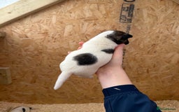 Jack Russell dogs for sale: Adorable Jack russel puppy’s for sale - Advert 3