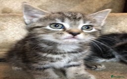 Ragdoll cats for sale:  ragdoll x Selkirk rex kittens  - Image 4