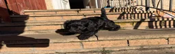 Jackapoo dogs for sale: 2 female Jackapoos - Advert 9