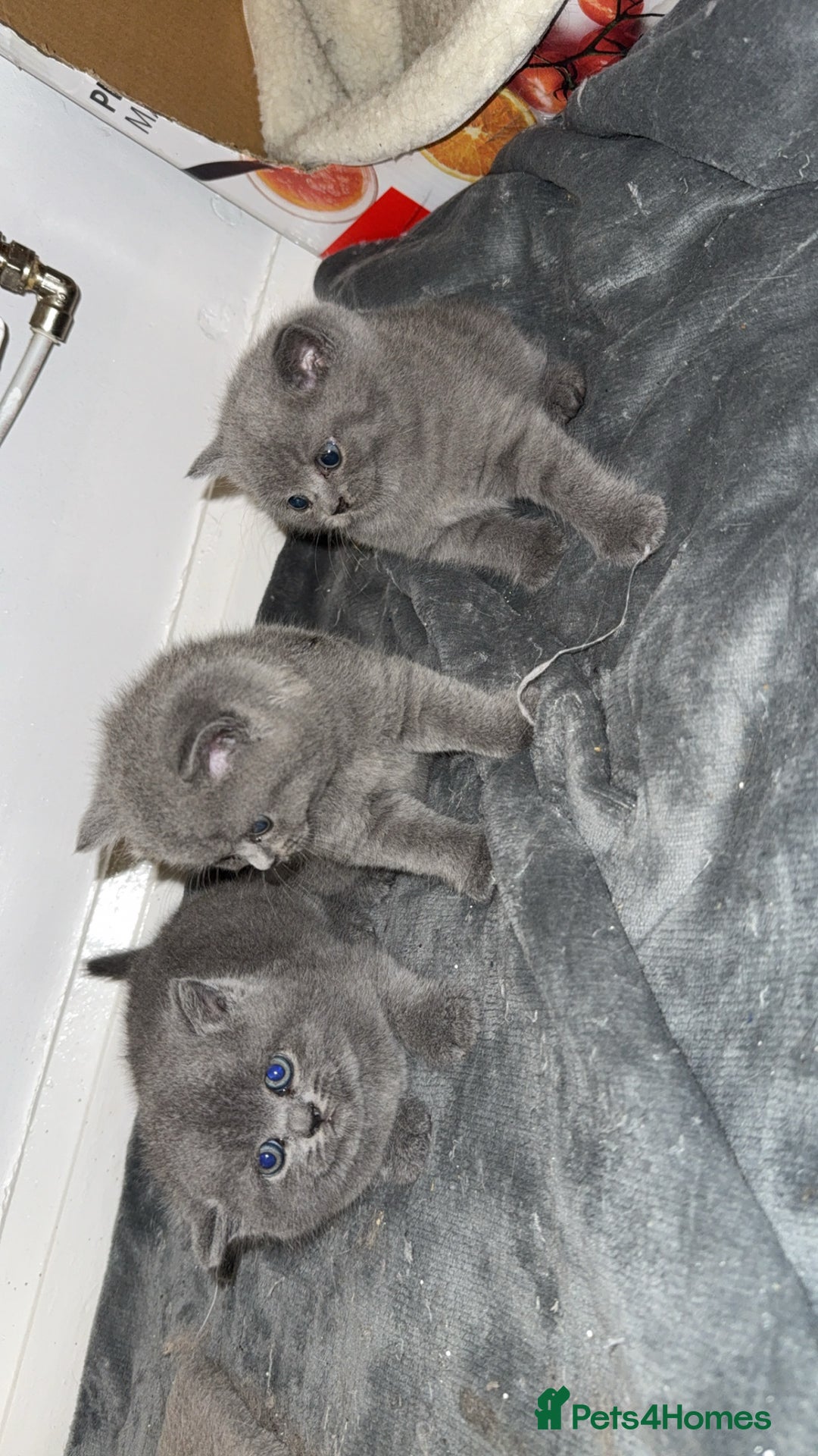 British Shorthair cats for sale: British short hairs  - Image 11