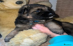 German Shepherd dogs for sale: 🏆quality KC registered long haired GSD pups🏆 - Image 17