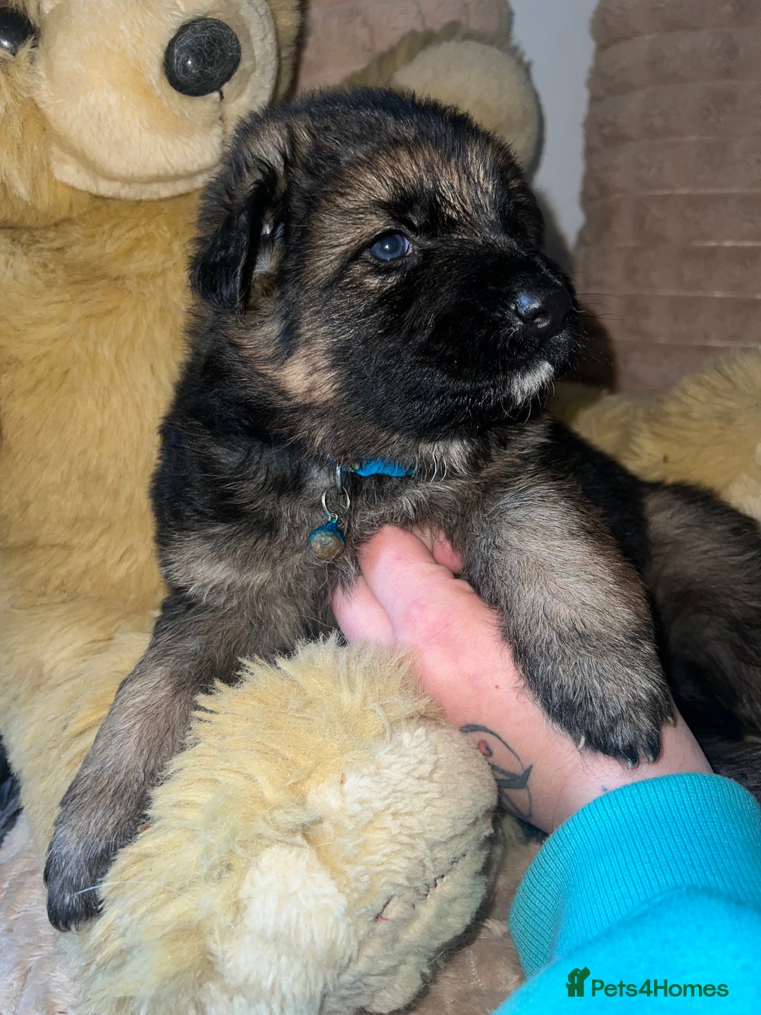 German Shepherd dogs for sale: 🏆quality KC registered long haired GSD pups🏆 - Image 17