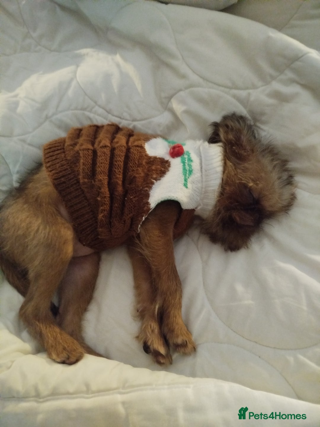 Griffon Bruxellois dogs for sale: Cute Female Griffon  - Advert 11