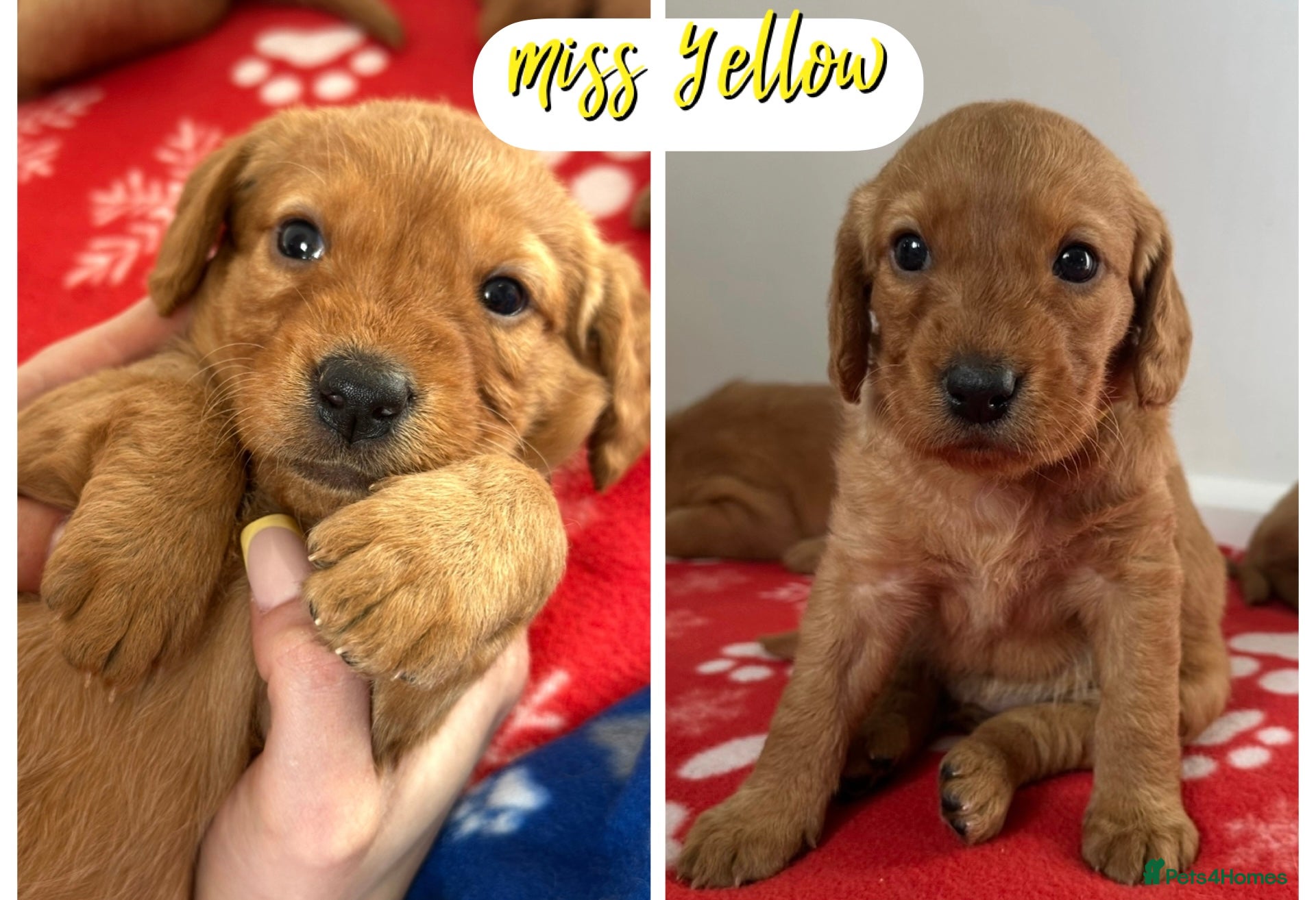 Labradoodle dogs ⭐️Fully Health Tested F1 Miniature Labradoodles⭐️ - Advert 10