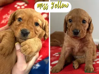 Labradoodle dogs ⭐️Fully Health Tested F1 Miniature Labradoodles⭐️ - Advert 10