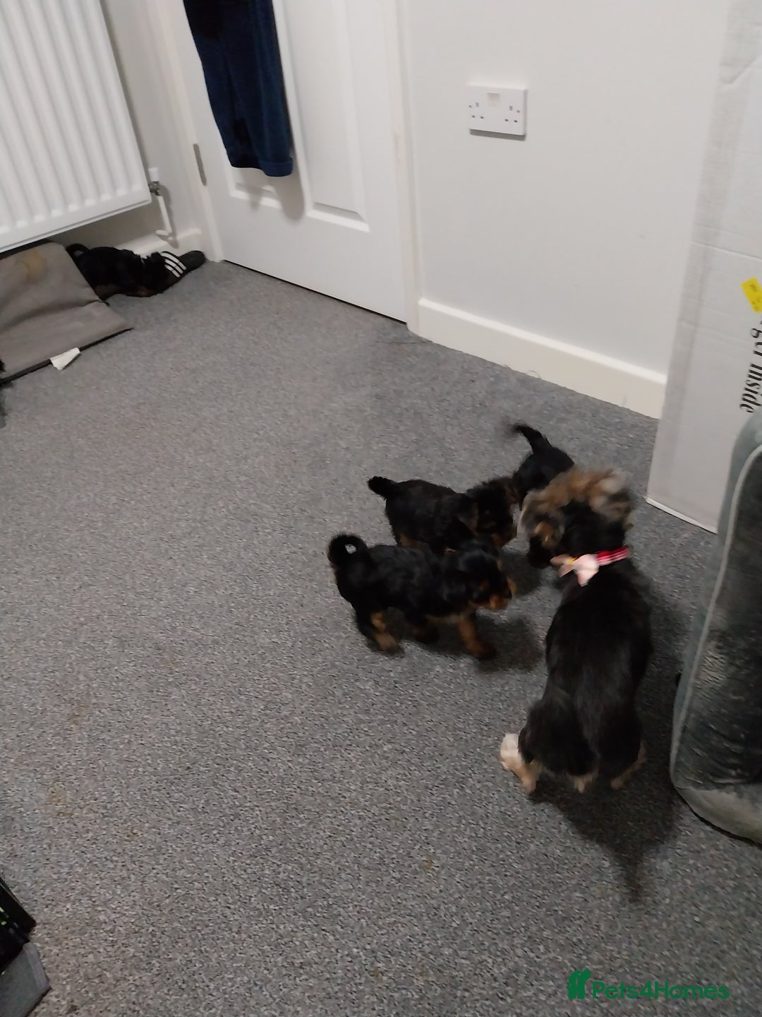 Yorkshire Terrier dogs for sale: Miniature Yorkshire Terrier Puppies  - Advert 27