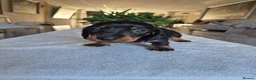 Miniature Dachshund dogs for sale: Beautiful Miniature Dachshund Puppies!💙💙♥️♥️♥️ - Advert 5
