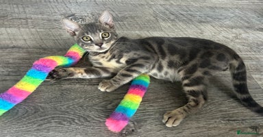 Bengal cats - Advert 5