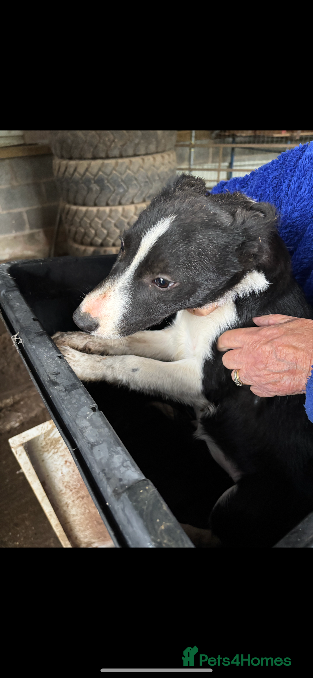 Smooth Collie dogs for sale: Collie pups for sale  - Advert 6