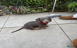 Dachshund dogs for sale: Dachshund puppies  - Image 2