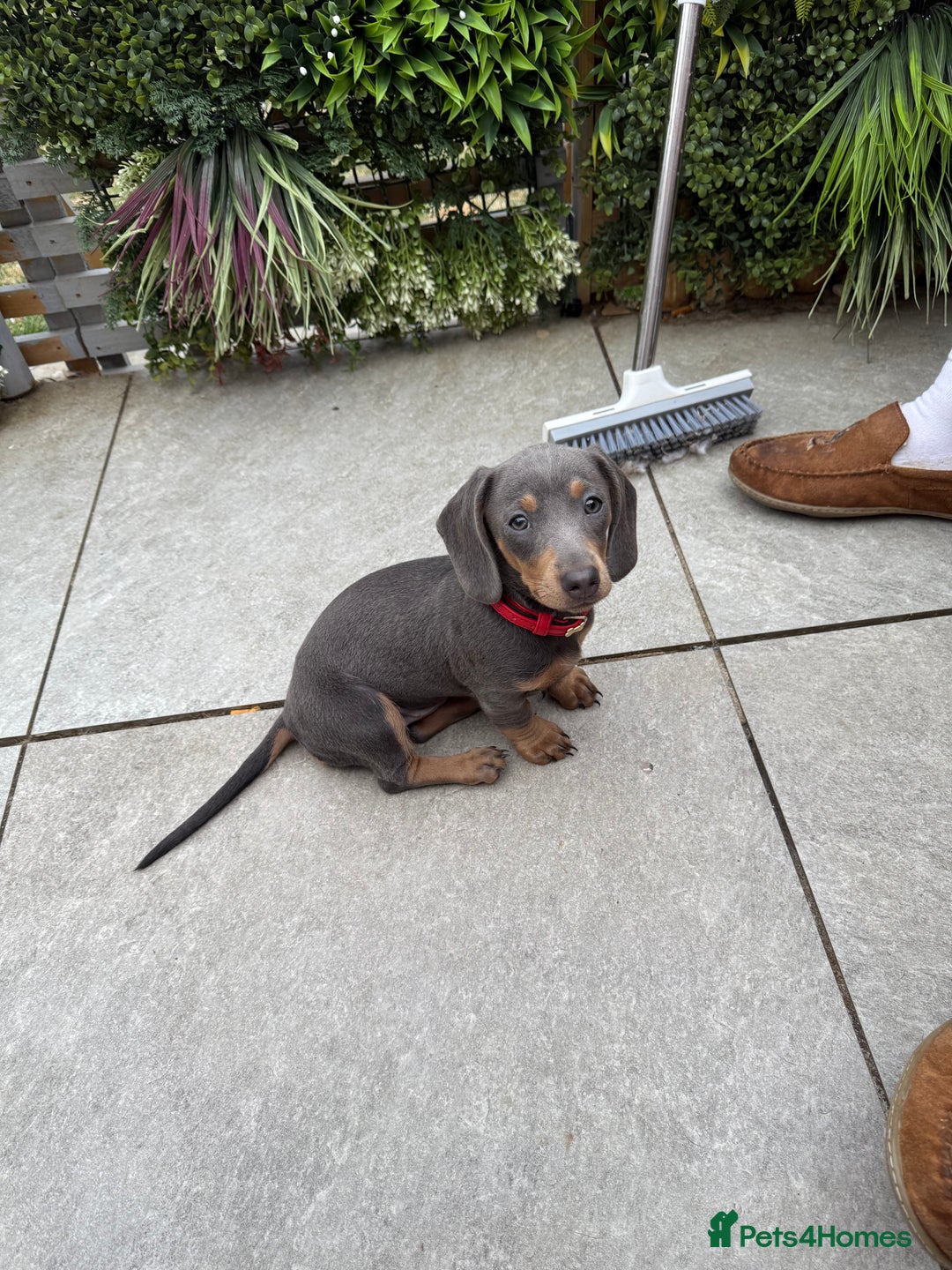 Dachshund dogs for sale: Dachshund puppies  - Image 2