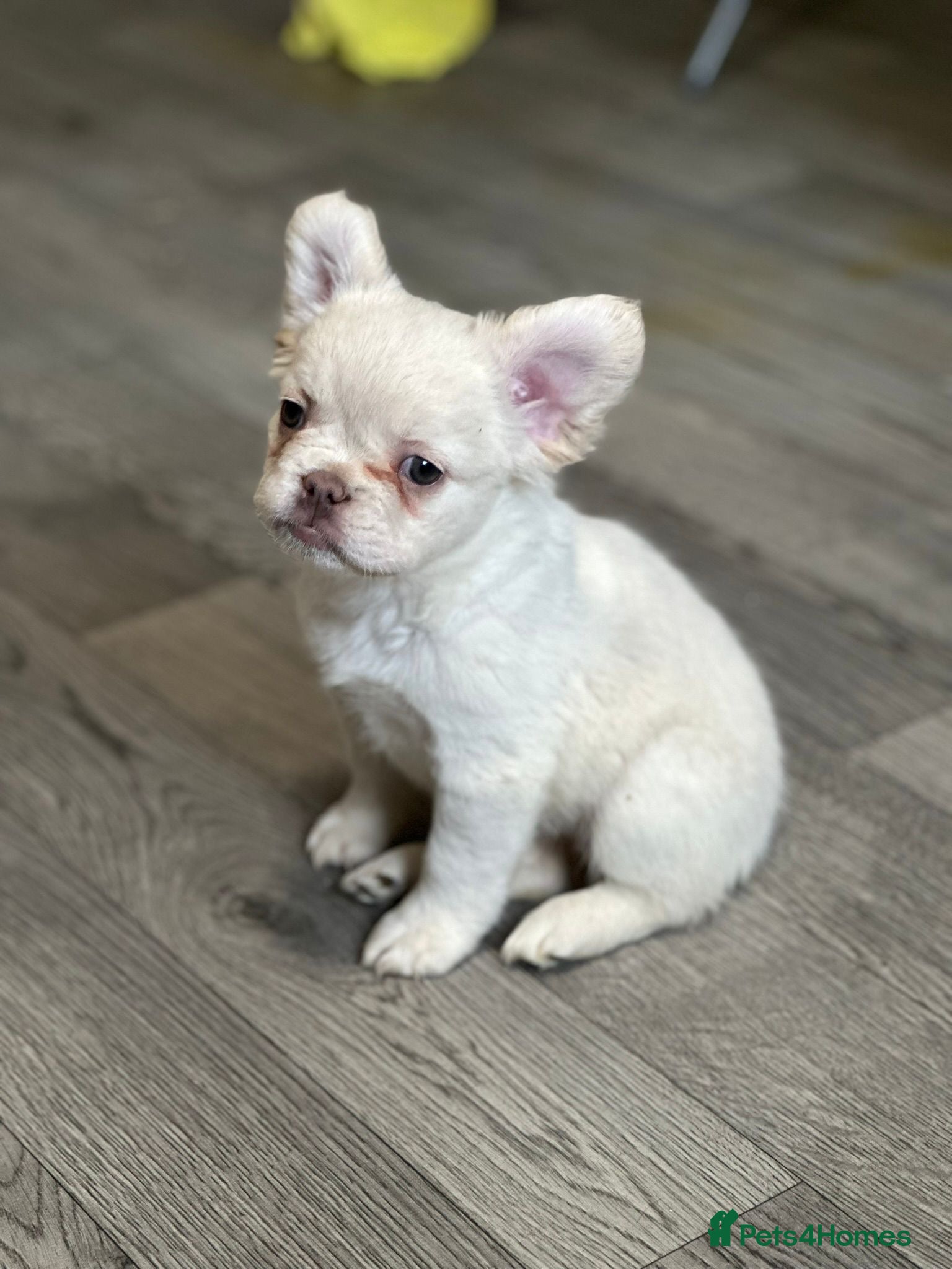 French Bulldog dogs LAST GIRL LEFT looking for her forever home x  - Advert 19