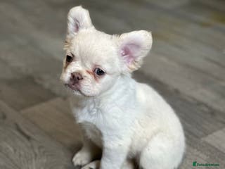 French Bulldog dogs LAST GIRL LEFT looking for her forever home x - Advert 17