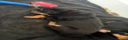 Rottweiler dogs for sale: Rottweiler pups  - Advert 9