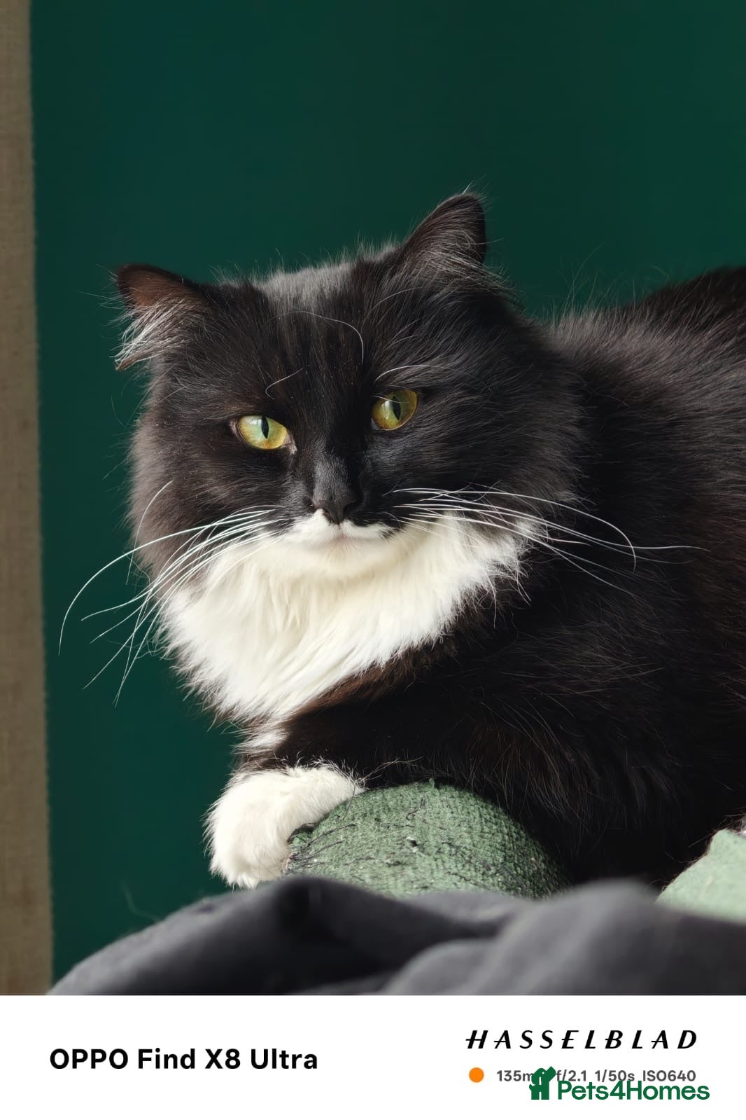 Mixed Breed cats Cats looking for loving new home  - Advert 1