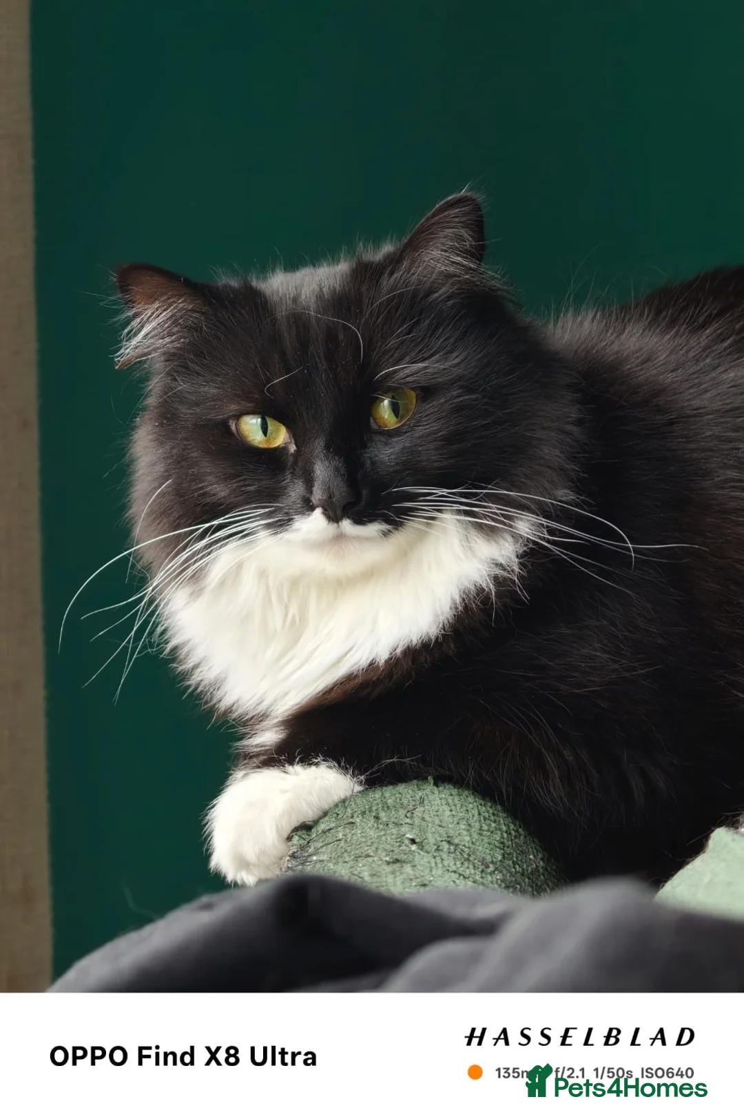 Mixed Breed cats for sale: Cats looking for loving new home  - Advert 1