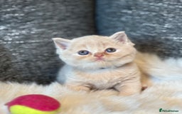British Shorthair cats for sale: British Shorthair Kittens - Image 25