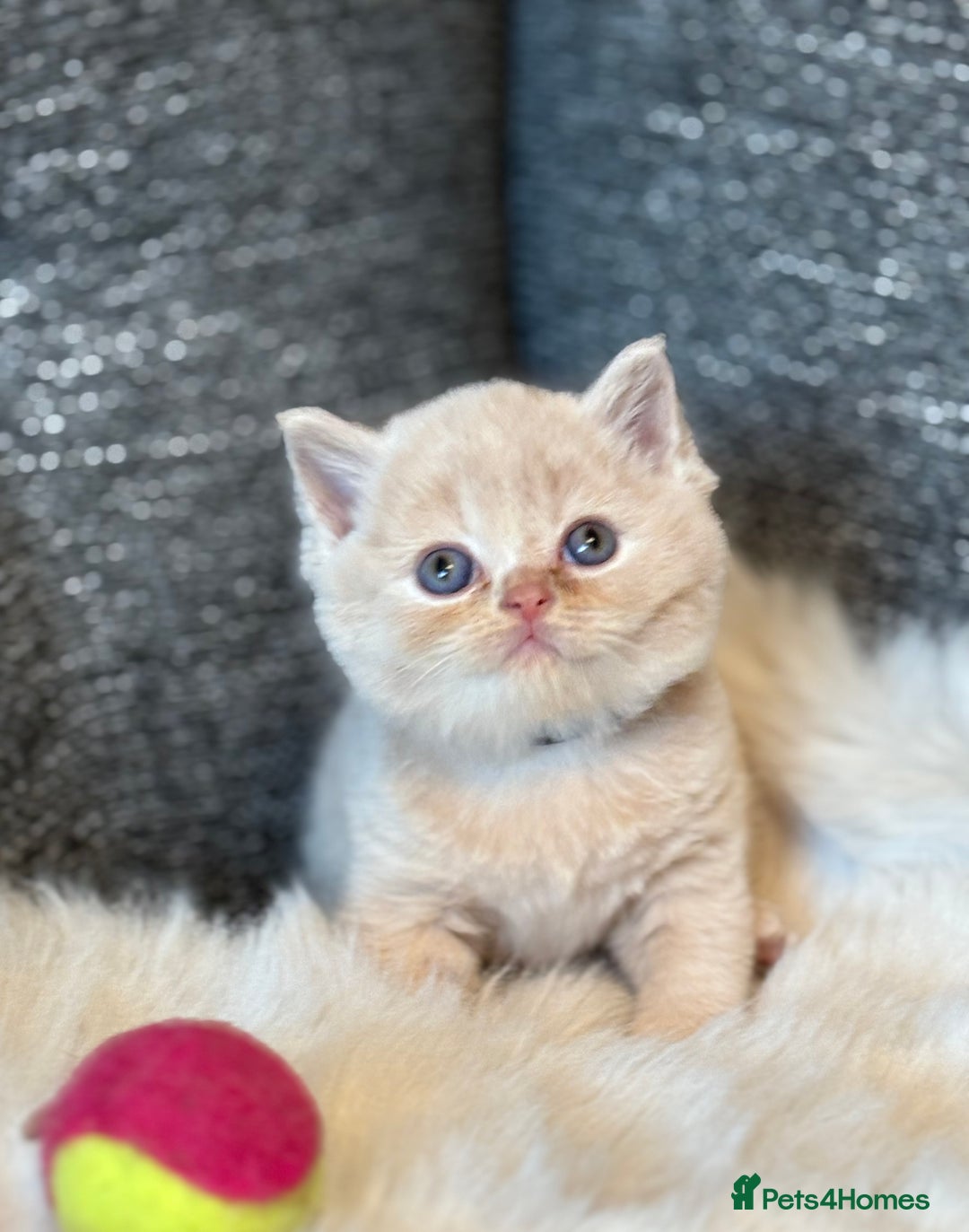 British Shorthair cats for sale: British Shorthair Kittens - Image 25