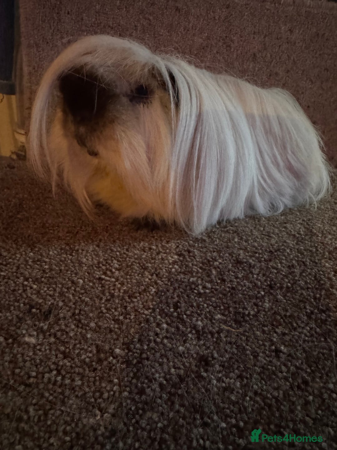 Guinea Pig rodents for sale: Peruvian guinea pigs sow/ boar (pair ) - Advert 6