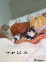Mixed Breed cats - Advert 4