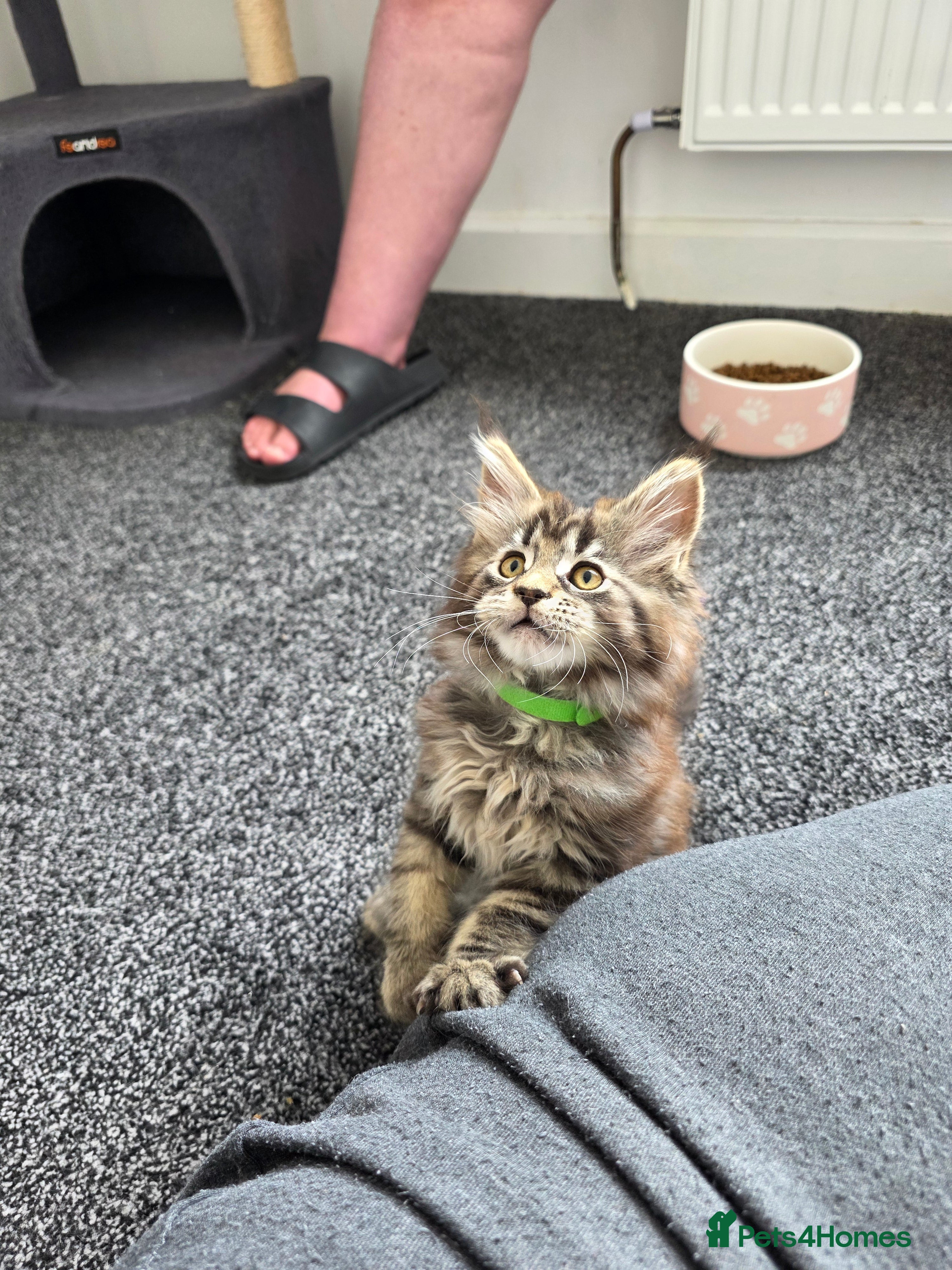 Maine Coon cats Maine coon pedigree kittens  - Advert 2