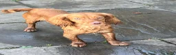 Cocker Spaniel dogs for sale: Working Cocker spaniel puppies for sale  - Advert 3